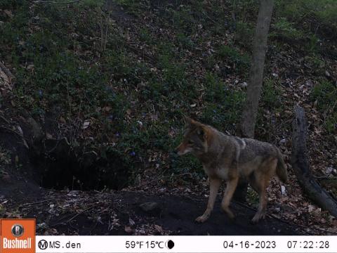 A coyote stands to the right of the den hole opening. The ground has fallen leaves and small green bushes.