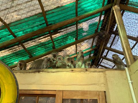vervet monkeys