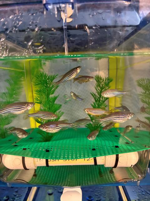 Adult zebrafish