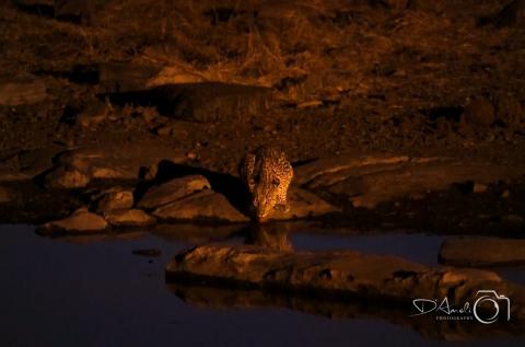 Cheetah near water
