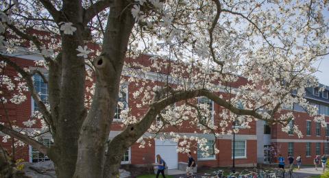 Trees blooming on campus