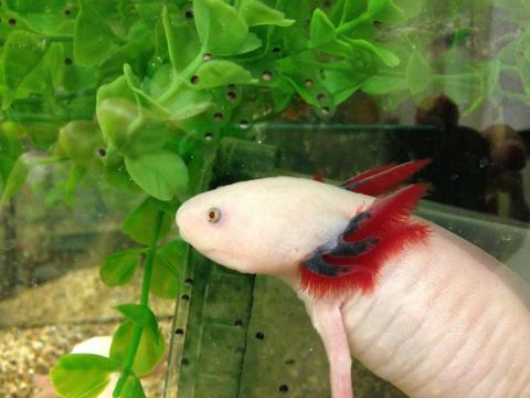 axoloti photo