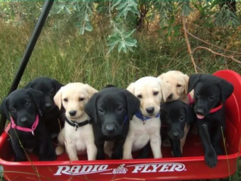 puppies in wagon photo