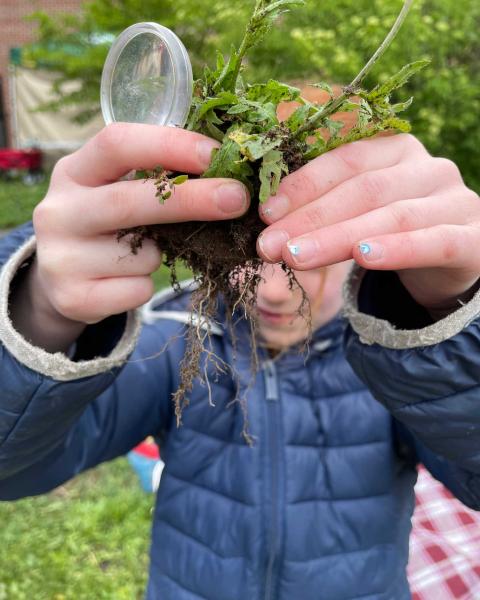 a student holds up a plant with soil and roots