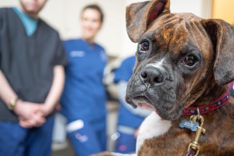 UNH’s New Hampshire Veterinary Diagnostic Laboratory