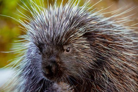 Close up of porcupine.