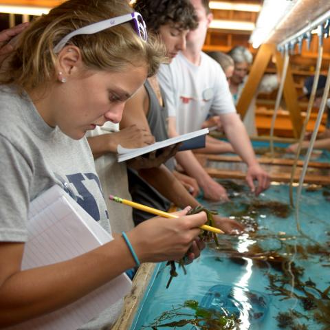 student working in marine immersion facility on Appledore Island