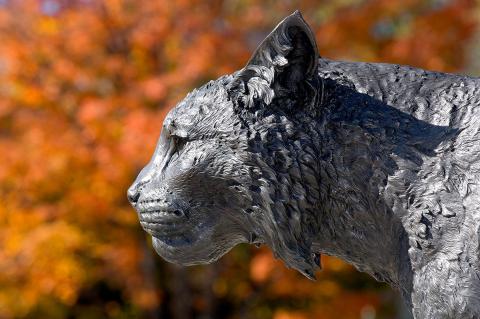 wildcat statue head