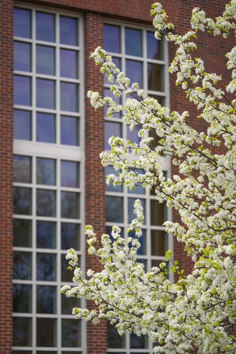 Dimond library window with flowers in front