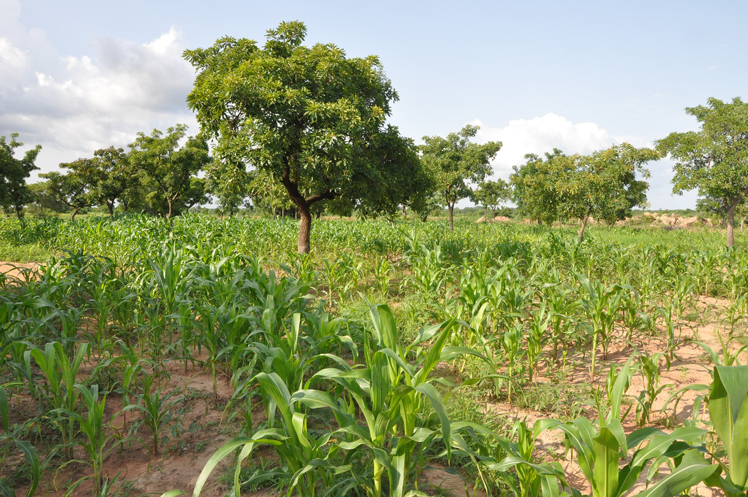 Shea trees with maize in northern Ghana.