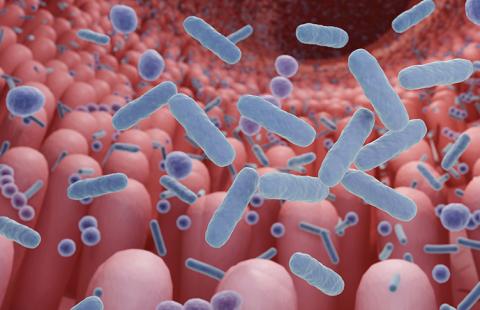 Illustration of gut microbes