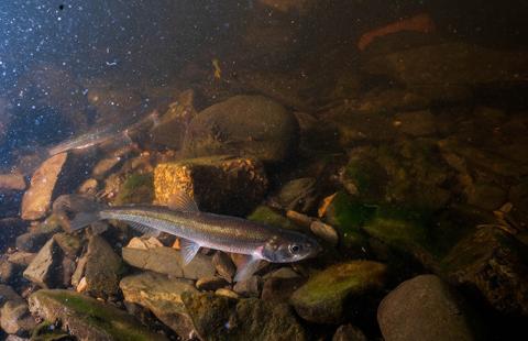 Rainbow smelt in a stream