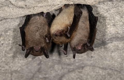 Roosting bats