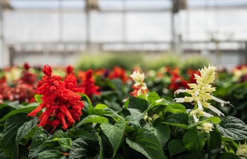 Macfarlane Greenhouses flowers