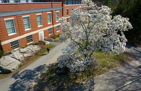 Aerial view of a tree blooming with white flowers in spring alongside a brick academic building