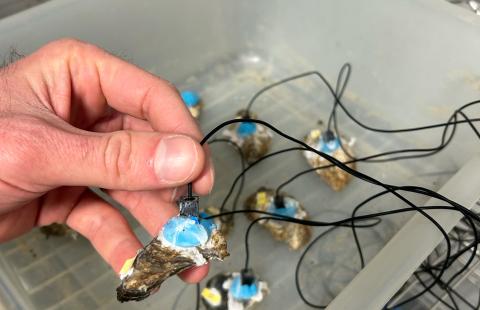 Oysters monitored in cold storage