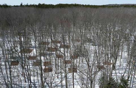 Experimental plots in the Harvard Forest