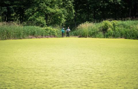 Cyanobacteria research