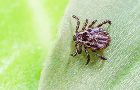Tick on a leaf