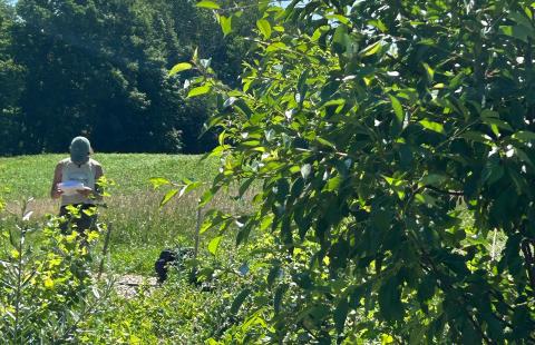 Food forest research at Kingman Research Farm