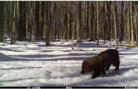 A young fisher walks across a snowy opening in the forest. 