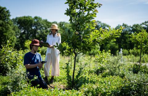 Two people are conducting research in a field next to a small tree