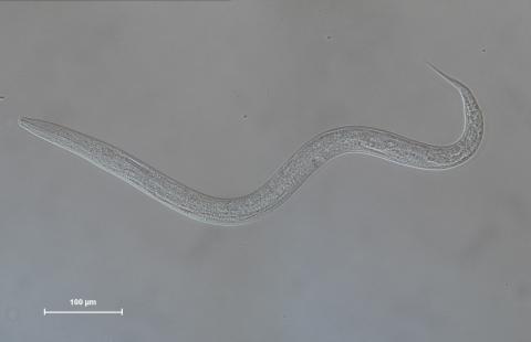 C elegans