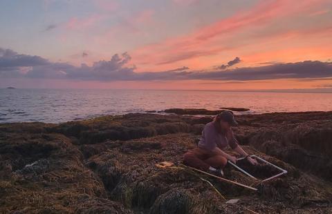 Melanie Carolan works along the shore in front of a pink sky