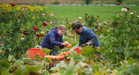 Two researchers work in a field of pumpkins and zinnias