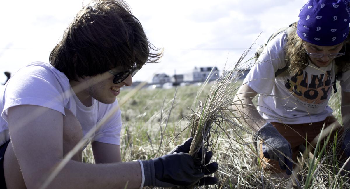 Two men crouch and harvest beachgrass