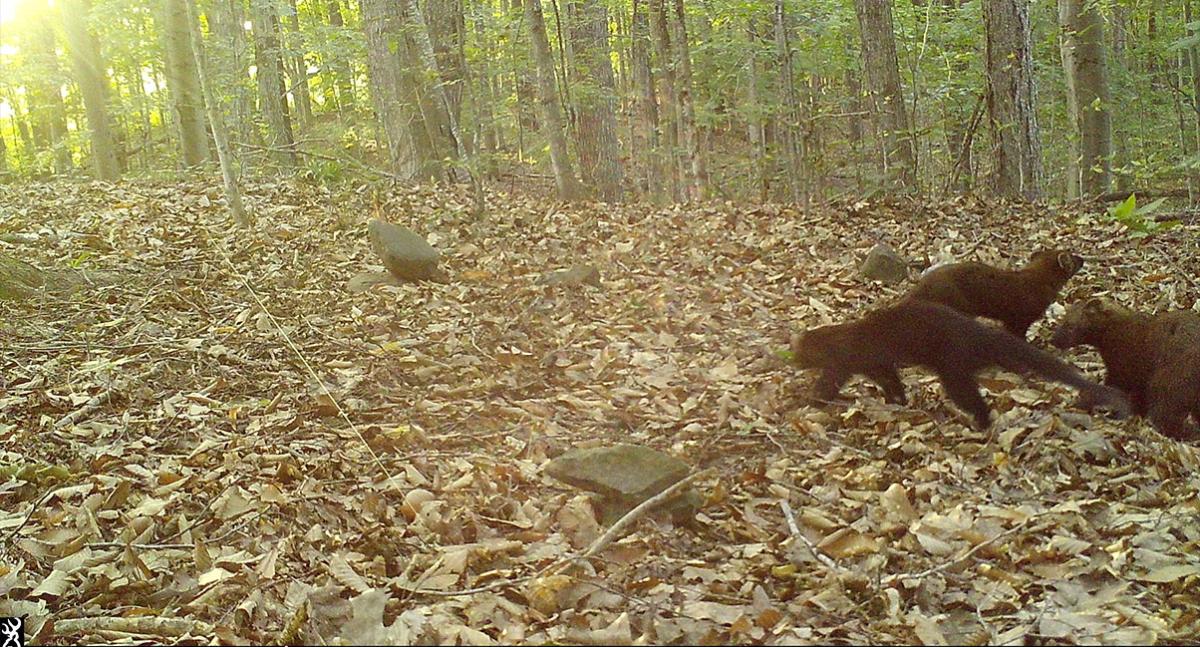 A family of fishers play in a forest setting.