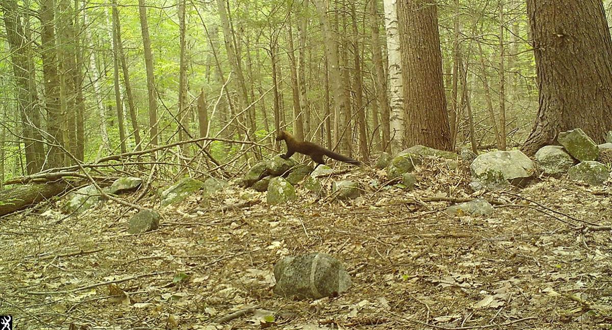 A fisher stands atop a stone wall.