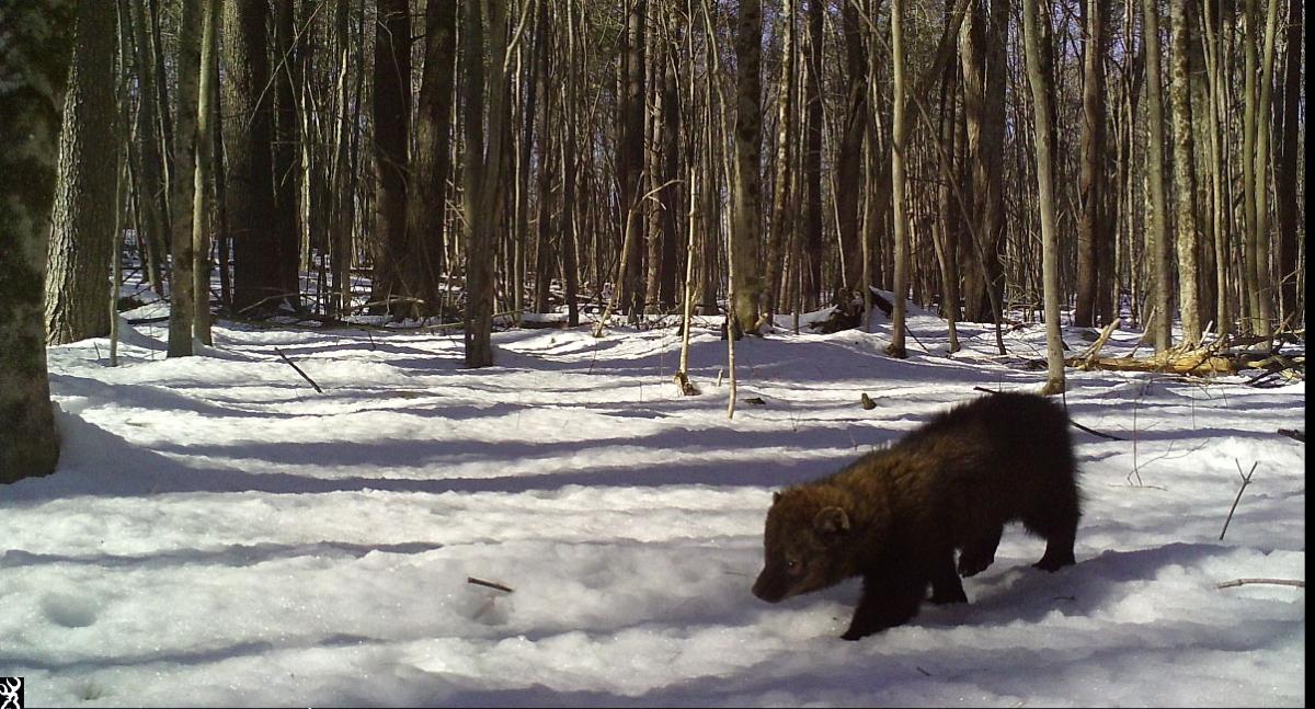 A young fisher walks across a snowy opening in the forest. 