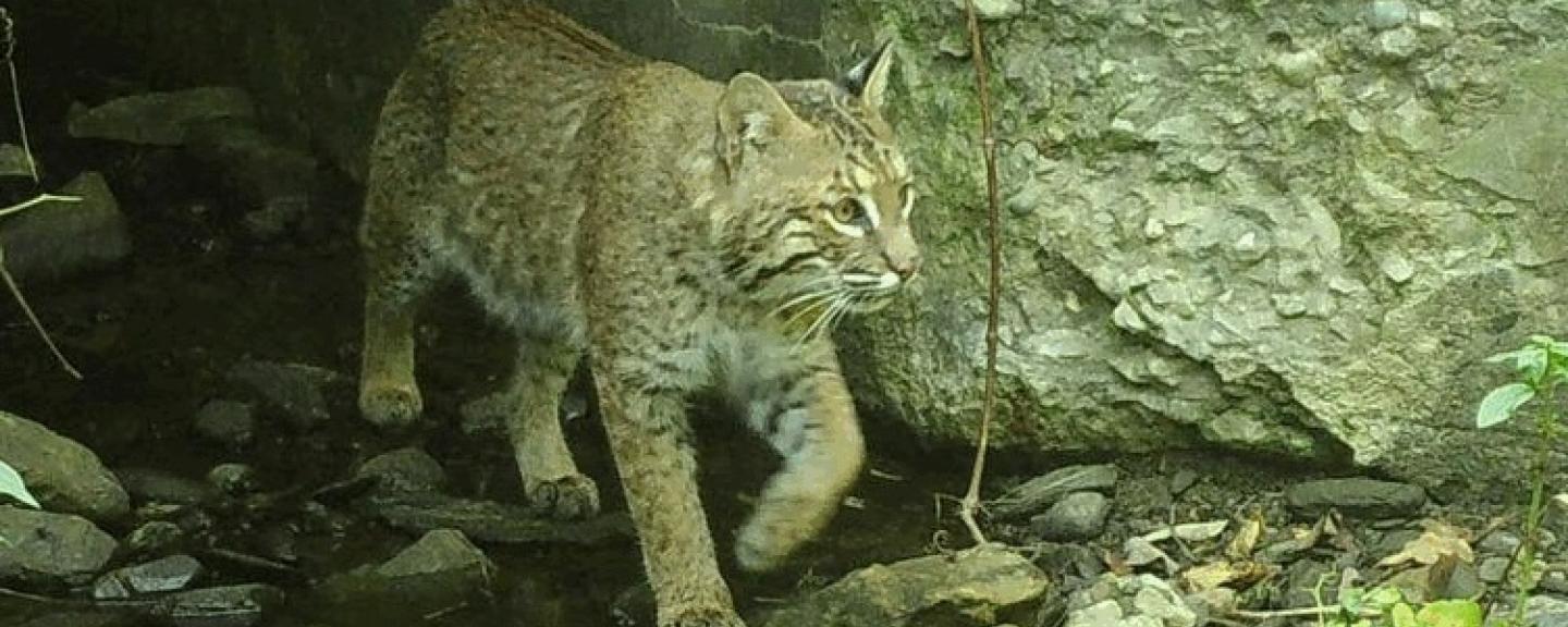 A bobcat emerges from a culvert after crossing under a road.