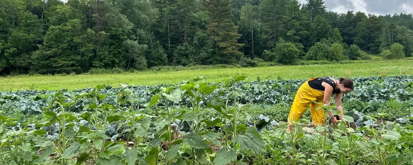 UNH student Jess Shapiro harvesting broccoli at Lilac Ridge Farm in West Brattleboro VT