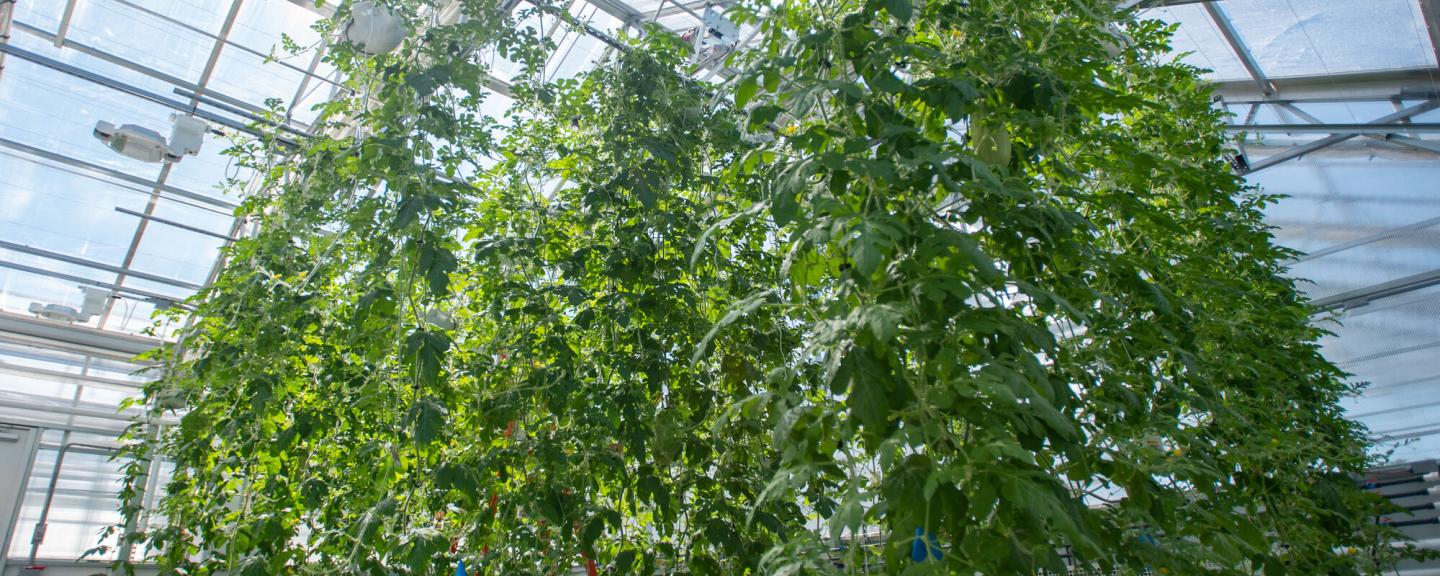 Macfarlane Research Greenhouses