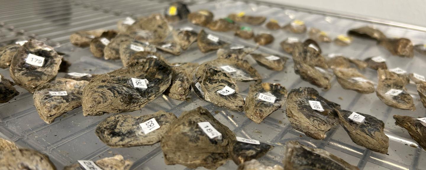 Oysters in cold storage