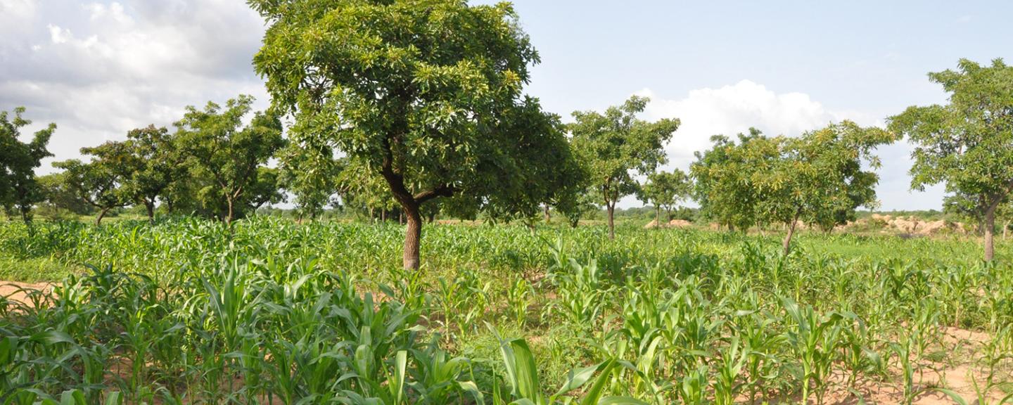 Shea trees with maize in northern Ghana.