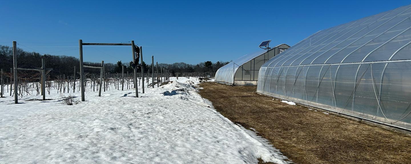 High tunnels at Woodman