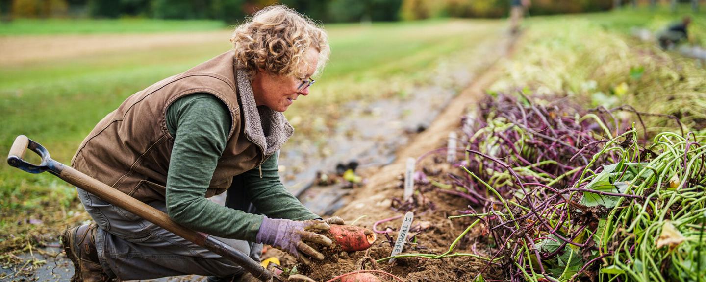 Becky Sideman harvests sweetpotatoes 