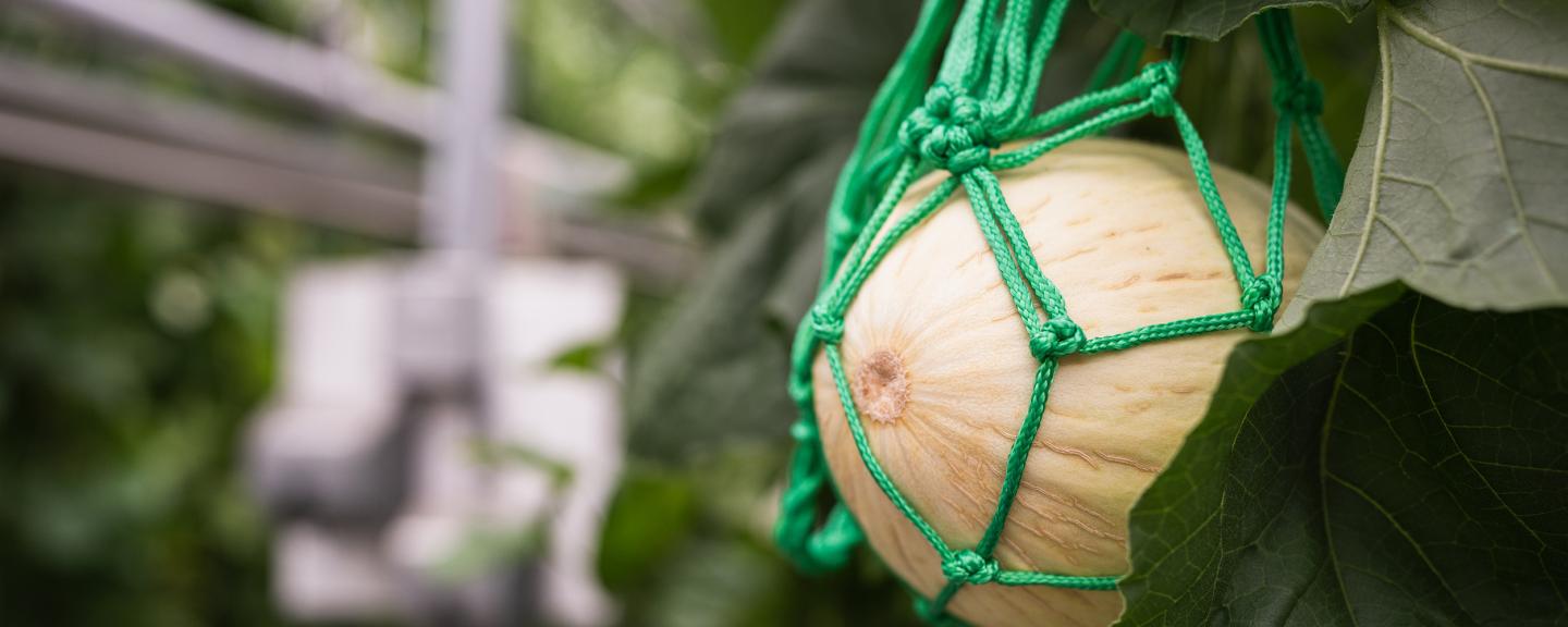 A melon in a green net growing in a UNH greenhouse