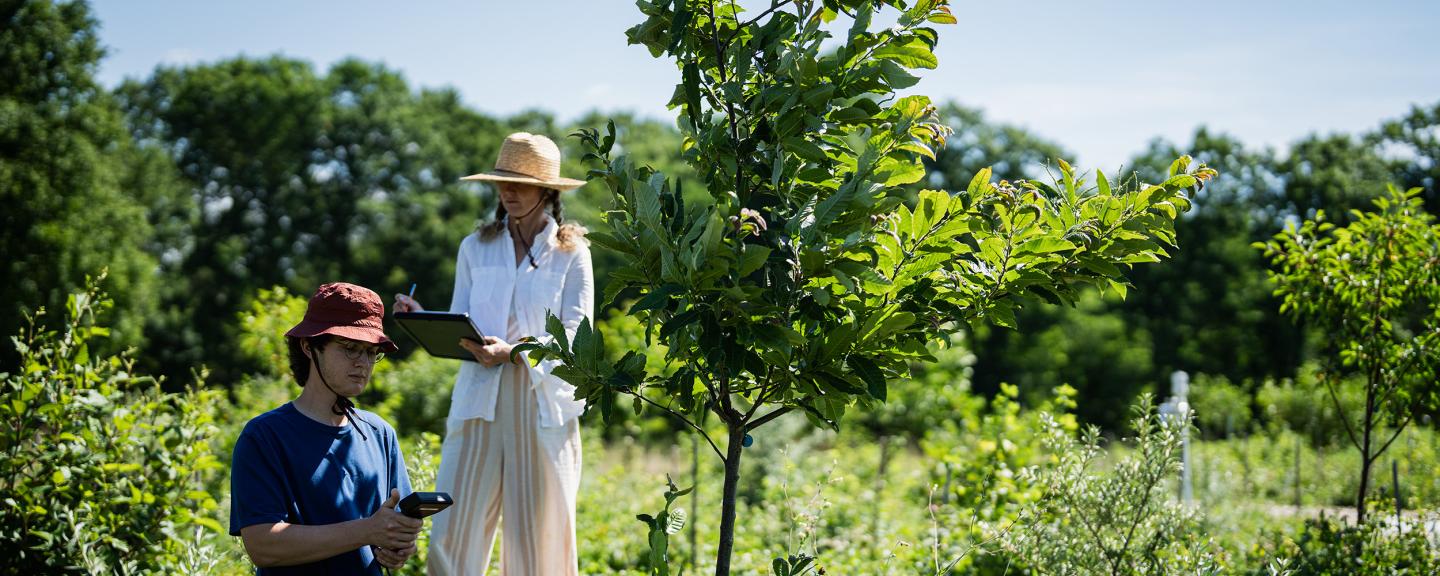 Two people are conducting research in a field next to a small tree