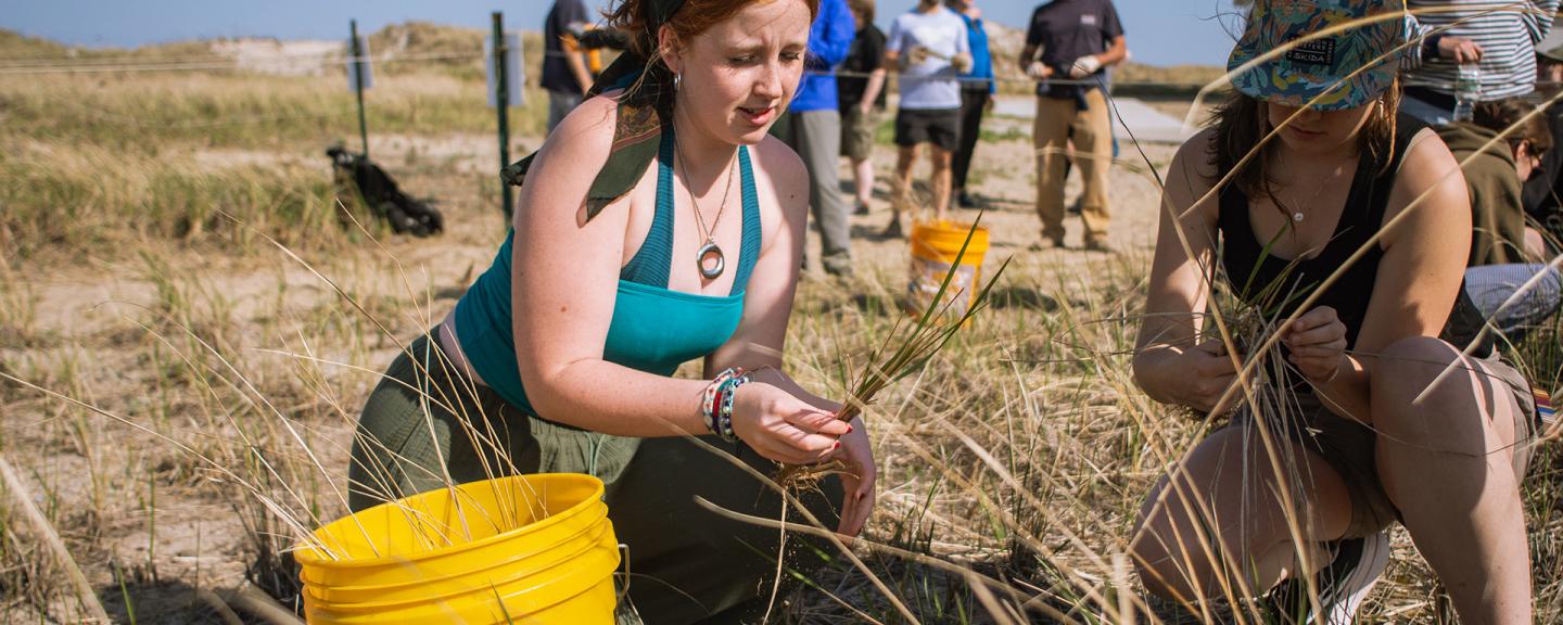 Two UNH students planting harvested dune grass on the beach in Hampton, New Hampshire