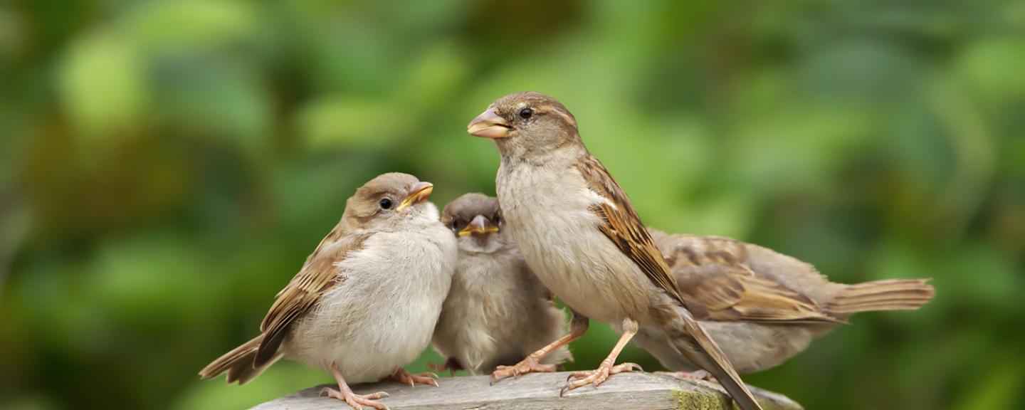 House sparrows
