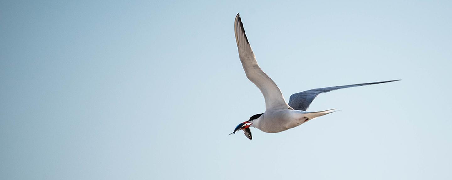 A tern flies with a fish in its mouth