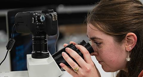 Holly Hoag looks at a Nasonia wasp through a microscope
