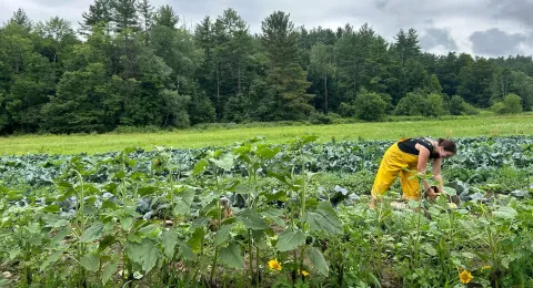 UNH student Jess Shapiro harvesting broccoli at Lilac Ridge Farm in West Brattleboro VT