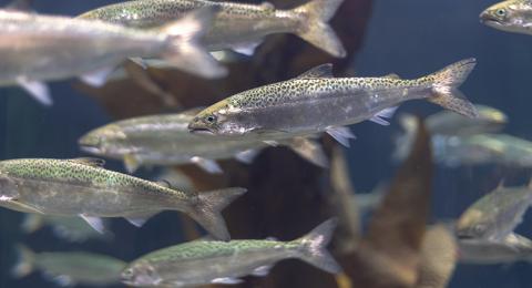 Farmed salmon