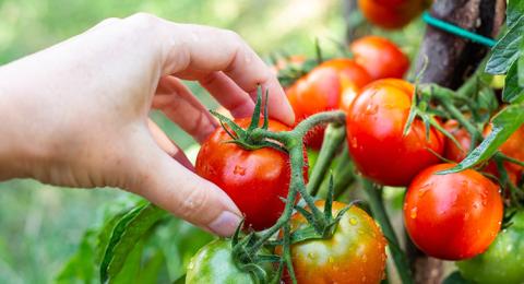 Picking a ripe tomato