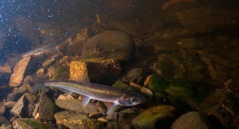 Rainbow smelt in a stream